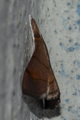 Clupeosoma