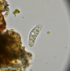 Hypotrichia