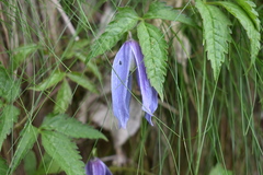 Clematis alpina