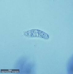 Hypotrichia