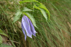 Clematis alpina