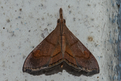 Clupeosoma