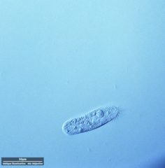 Hypotrichia