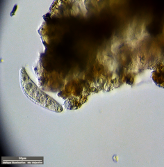 Hypotrichia