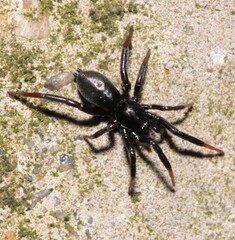Drassyllus