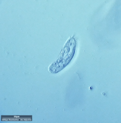 Hypotrichia