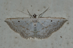 Derambila costata