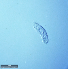 Hypotrichia