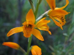 Chloraea chrysantha