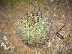 Eriosyce curvispina