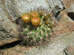 Eriosyce curvispina