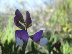 Lathyrus hookeri
