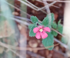 Jamesbrittenia breviflora