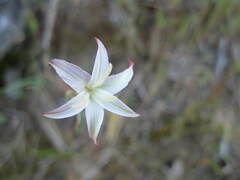 Leucocoryne alliacea