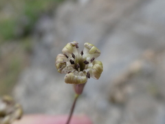 Silene saxifraga