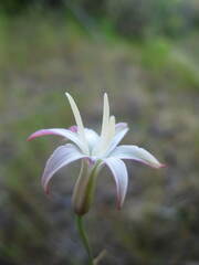 Leucocoryne alliacea