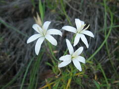 Leucocoryne alliacea