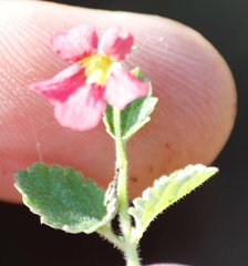 Jamesbrittenia breviflora