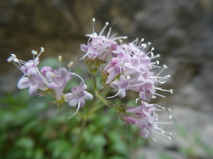 Valeriana apula