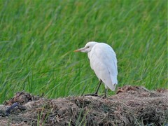 Bubulcus ibis