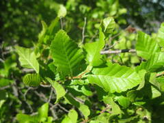 Nothofagus macrocarpa