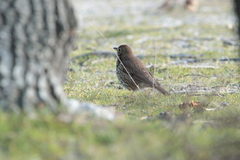 Turdus philomelos