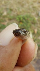 Leptodeira ashmeadii