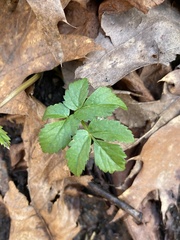 Aegopodium