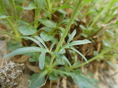 Valeriana apula