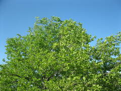 Nothofagus macrocarpa