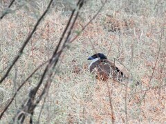 Centropus senegalensis