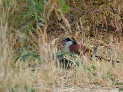 Centropus senegalensis