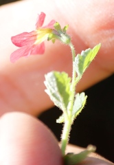 Jamesbrittenia breviflora