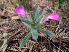Ajuga iva iva