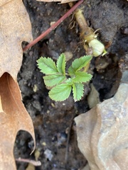 Aegopodium