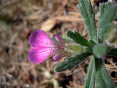Ajuga iva iva