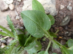 Valeriana apula