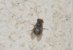 Prosopomyia
