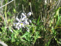 Polygala gnidioides