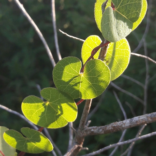 Image of Cissampelos pareira by (c) Daniel Dias, some rights reserved (CC BY-SA)