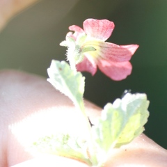 Jamesbrittenia breviflora
