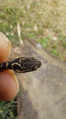 Leptodeira ashmeadii