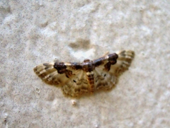 Idaea rusticata