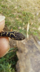 Leptodeira ashmeadii