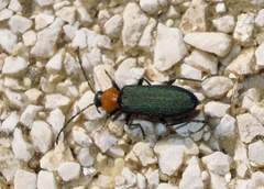 Ischnomera xanthoderes