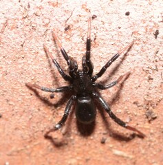 Drassyllus