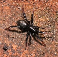 Drassyllus