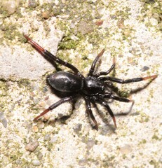 Drassyllus