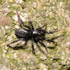 Drassyllus