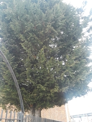 Platycladus orientalis